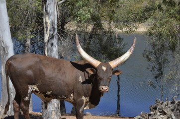 Watusi