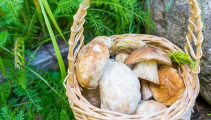 Basket with porcini mushrooms by the stone in the forest