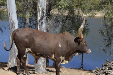 Watusi