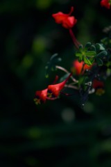 Fototapeta premium red rose in the garden