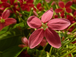 Selective focus shot of beautiful rangoon creeper flowers blooming the garden