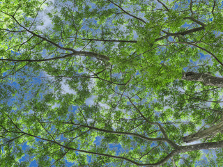 isolated tree branchs and green leaves with clipping path on sky background for backdrop and wallpaper design