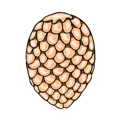 Image of a fir cone. Vector isolated element for design. Doodle illustration.