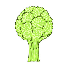 Inflorescence of cauliflower. Doodle style. Vector isolated element for design.