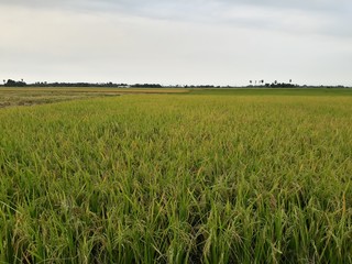 Close up of golden ear of rice getting ripe on paddy rice field, golden paddy field in India, green grass in the wind, green rice field in India, Green paddy field in India.	