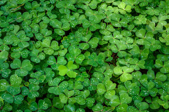 Shamrock (oxalis) field after the rain, as St. Patrick&rsquo;s day nature background
