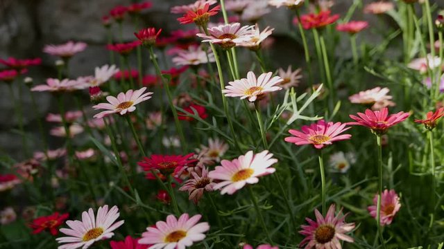 African daisies or Osteospermum aka Ursinia in a flower garden