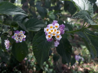Lantana Camara flowers in the India, Indian lantana camera flowers,  lantana camera plant. 