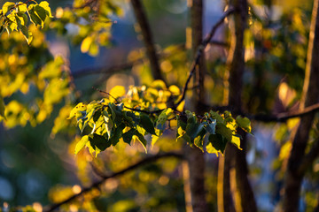 Morgensonne durch das Laub eines Lindenbaum.