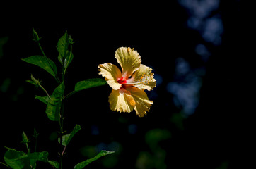 Hibiscus yellow  flower
