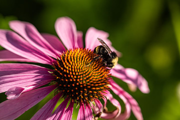 one bee pollinating on top of the stamen of a beautiful pink Coneflower under the sun in the park