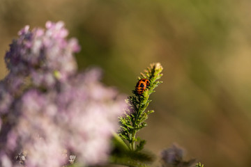 one red larva of ladybug resting on green fern leaf behind pink flowers under the sun