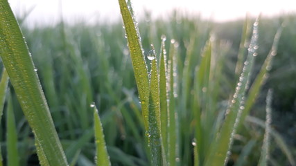 dew drops on the rice plants, on grass, green grass with dew drops, Indian rice field. 