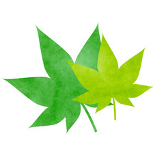 紅葉の葉　もみじのイラスト　緑　きみどり
Illustration of autumn leaves. leaf. Autumn leaves.