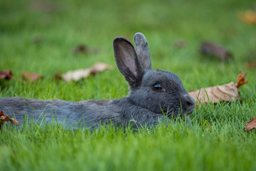 close up of one cute grey rabbit laying comfortably on the fall leaves scattered green grass field under the shade