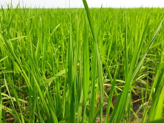 green grass in the wind, Green paddy field in india, beautiful green rice field in India.  Green grass landscape.  Green paddy field in India. 