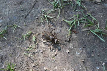 
Dragonfly larva crawling on the ground