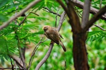 jungle babbler bird