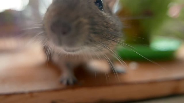 Close-up view of degu squirrel