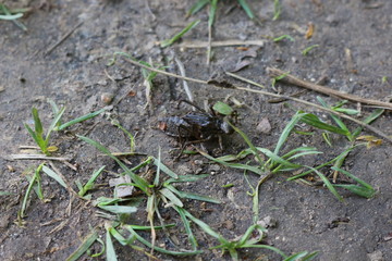 
Dragonfly larva crawling on the ground
