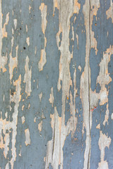 Texture of old dirty concrete wall for pattern and background.
