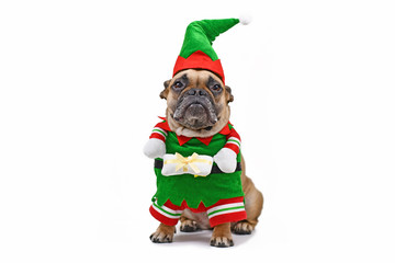 French Bulldog dog wearing funny traditional cute christmas elf costume with arms holding present...