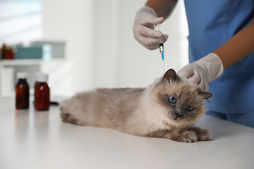 Professional veterinarian vaccinating cat in clinic, closeup