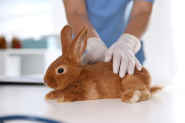 Professional veterinarian examining bunny in clinic, closeup