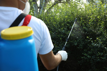 Worker spraying pesticide onto green bush outdoors, closeup. Pest control