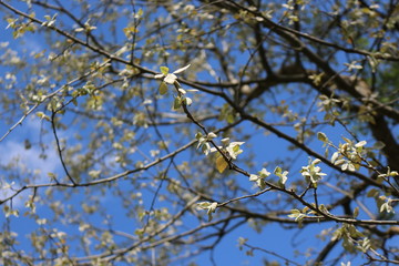 Young fresh leaves appeared on the tree in spring