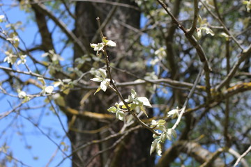 Young fresh leaves appeared on the tree in spring