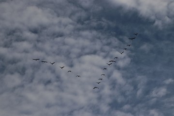 flock of birds