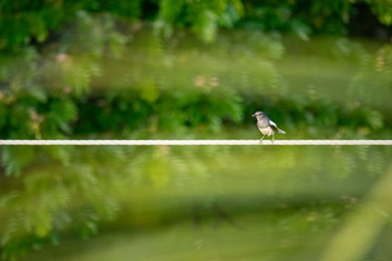 Oriental magpie-robin