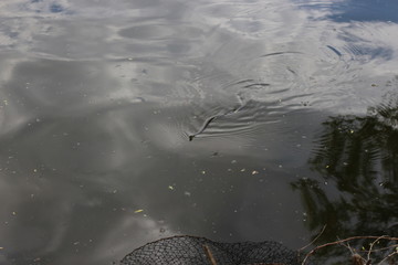 
A snake swims on the surface of the lake on a summer day