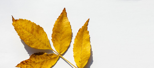 bright autumn leaf, isolated on white