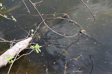 Snake swims among snags in a forest lake on a summer sunny day