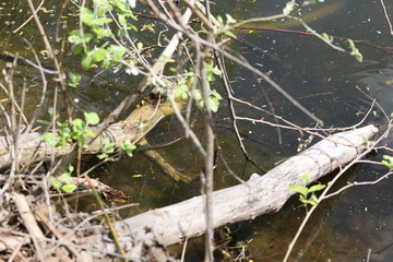 Snake swims among snags in a forest lake on a summer sunny day