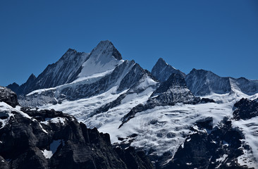 Fototapeta na wymiar Gipfel der Berner Alpen von Schreckhorn, Lauteraarhorn und Finsteraarhorn