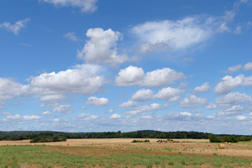 Fototapeta na wymiar Wheat fields and hills in the French Gatinais regional nature park