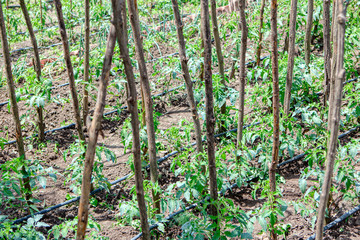 Garden with Green Vegetables . Tomatoes plantation with irrigation system