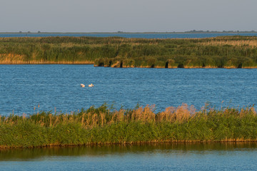 Two Pelicans Sitting in the Middle of the Lake at Sunset