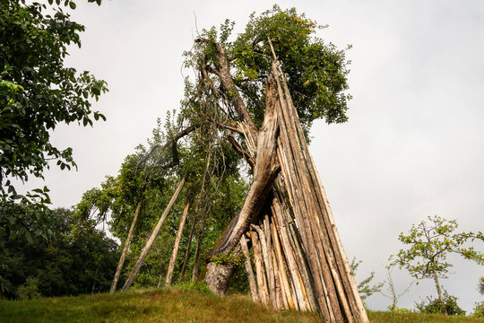 altersschwacher Baum wird mit langen Stangen gestützt um Astbruch zu verhindern, Symbolbild für Alter und Unterstützung.