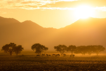 Fototapeta na wymiar Zebra at sunrise in Namibia