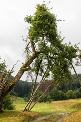 altersschwacher Baum wird mit langen Stangen gestützt um Astbruch zu verhindern, Symbolbild für...