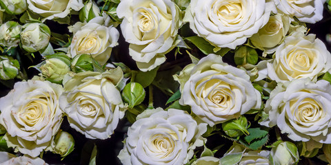 Flowers background. Close up. Panorama.