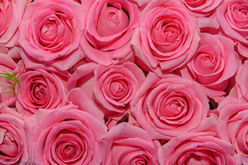 Flowers background. Close up.