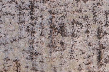 Old Wood Birch Tree Texture Background Pattern. Relief texture of bark of tree.