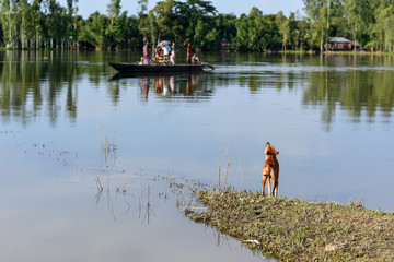 Obraz na płótnie Canvas dog barking at the bank of the river