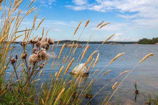 Wild Coastal Grass on Rocky Scandinavian Shore