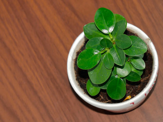 fresh herbs in a mortar